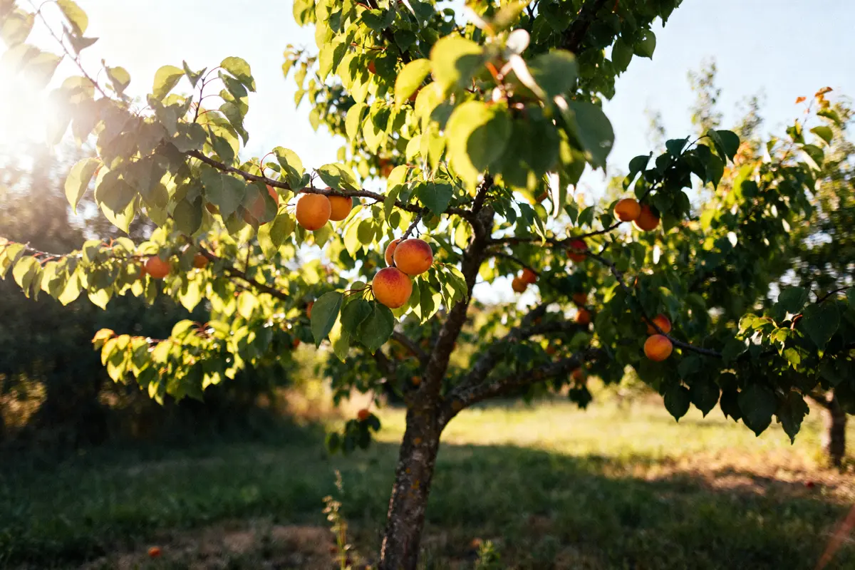 Abricots mûrs sur un arbre ensoleillé combien de temps pour avoir des fruits