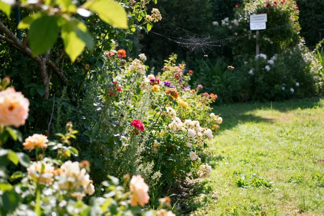 Parterre de fleurs et pelouse bien entretenus dans mon jardin propre ensoleillé