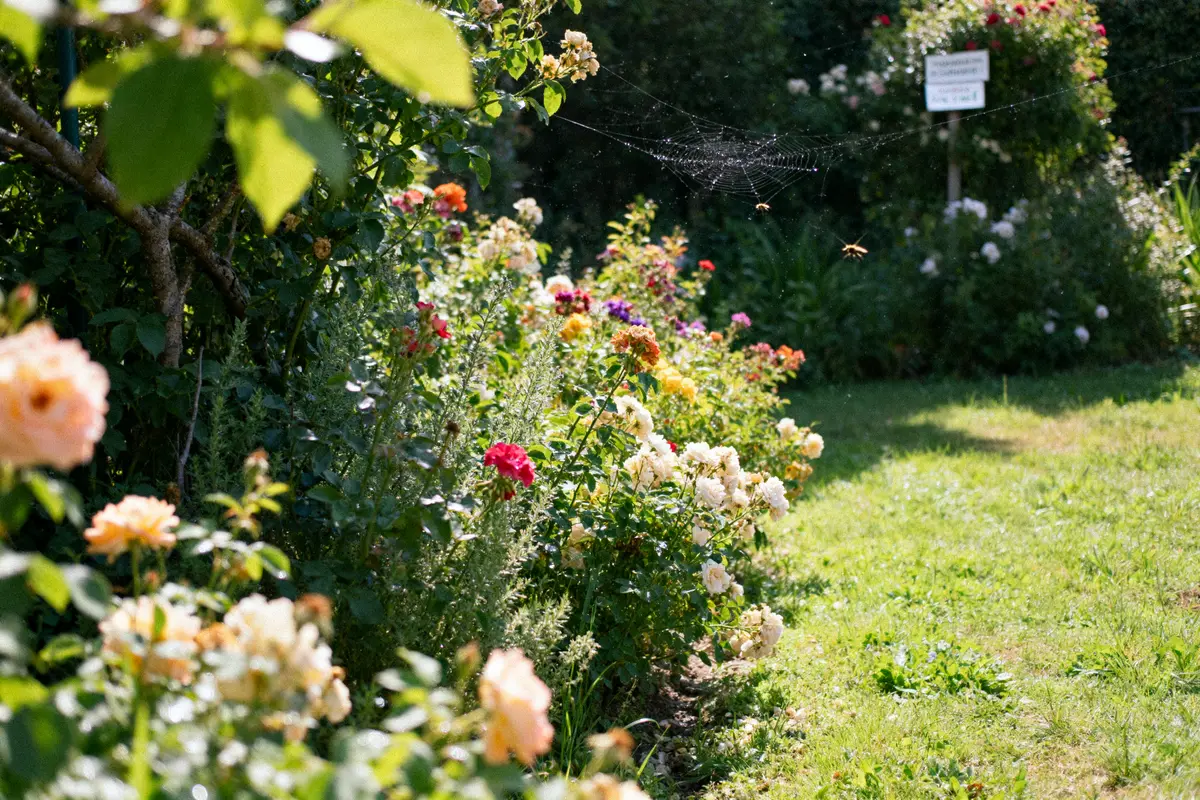 Parterre de fleurs et pelouse bien entretenus dans mon jardin propre ensoleillé