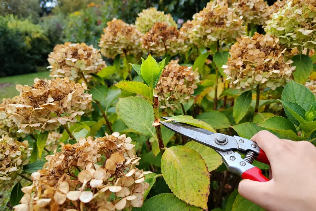 Main coupe fleurs d'hortensia fanées, illustrant quand couper les fleurs d'hortensia fanées