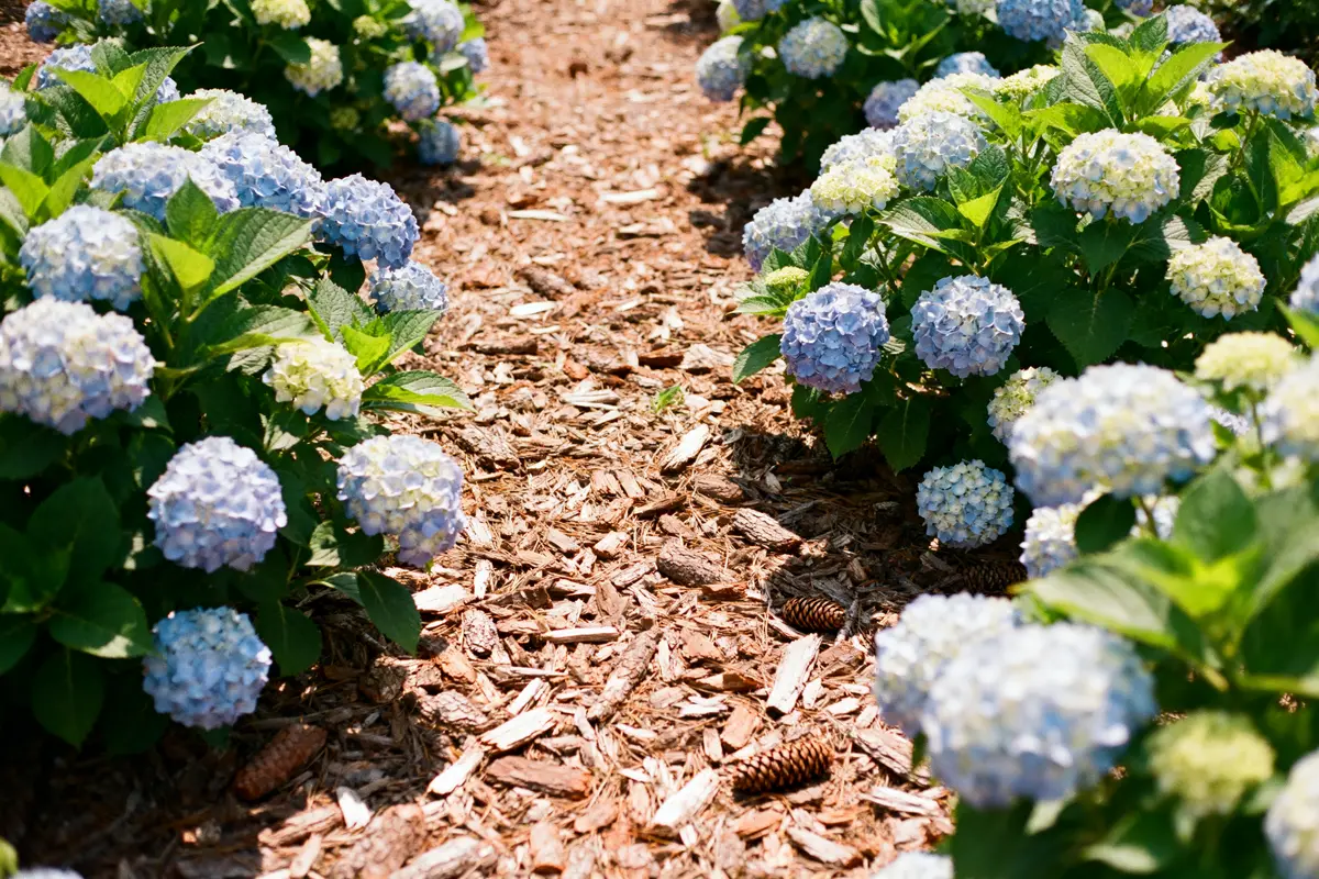 Paillis d'écorce au pied des hortensias pour favoriser leur croissance et protection optimale