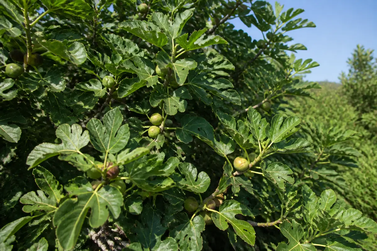 Feuilles vertes avec petites figues sur figuier, ciel bleu clair en arrière-plan.