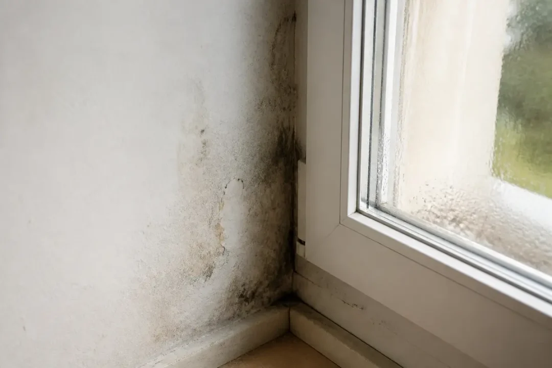 Mur intérieur humide avec moisissures près d'une fenêtre, condensation visible sur la vitre.