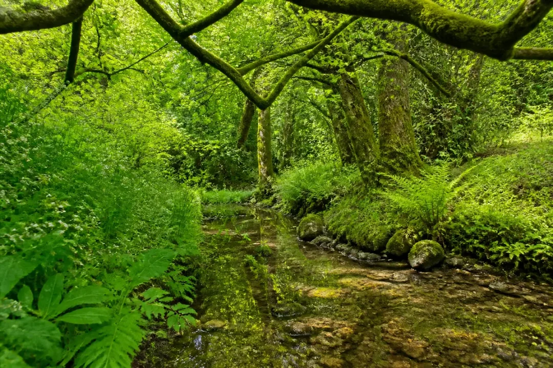 Forêt verdoyante avec un ruisseau sinueux, arbres couverts de mousse et fougères luxuriantes, ambiance paisible.